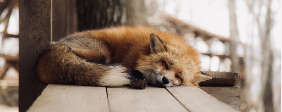 Sleeping Fox