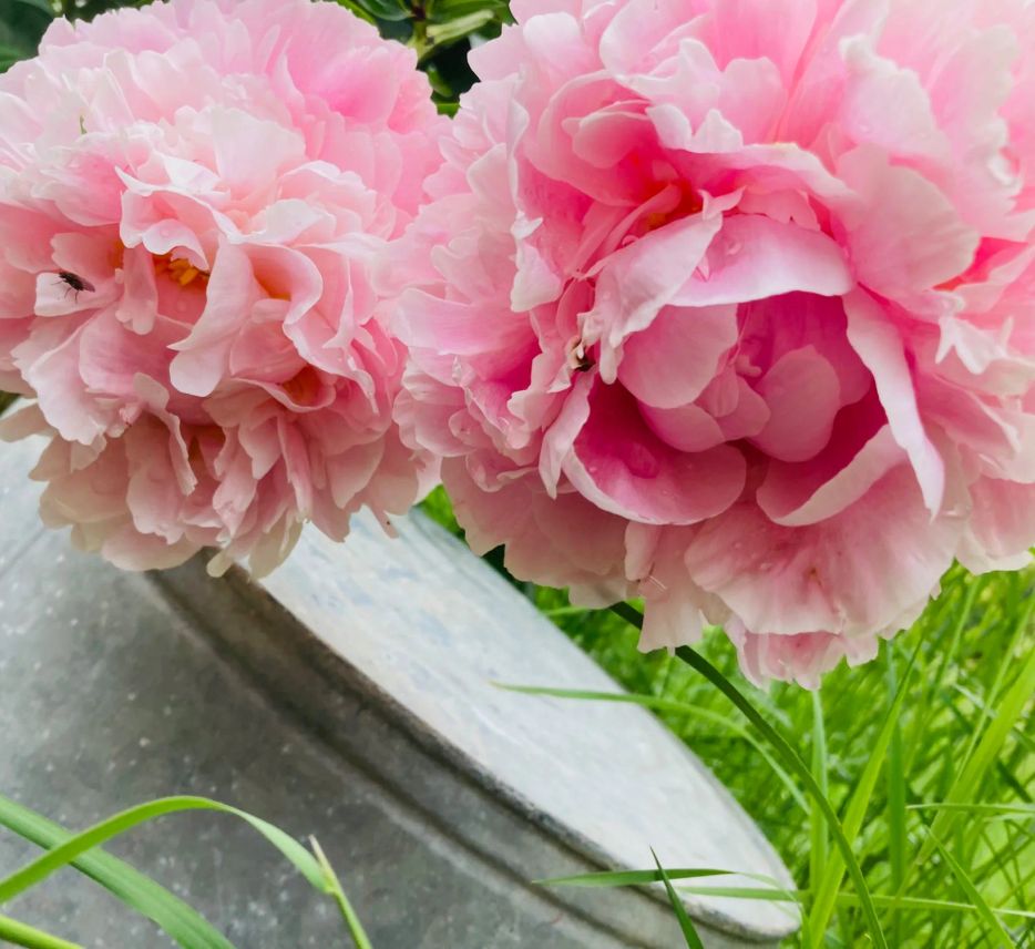 psychotherapy consultation