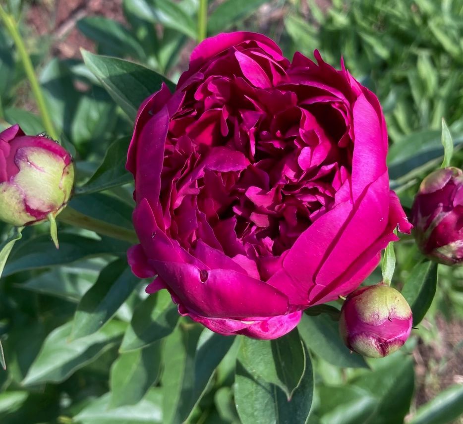 clinical supervision session