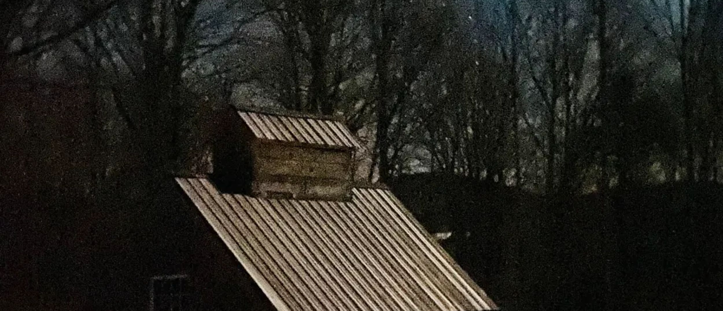 Copper Fox and Clover