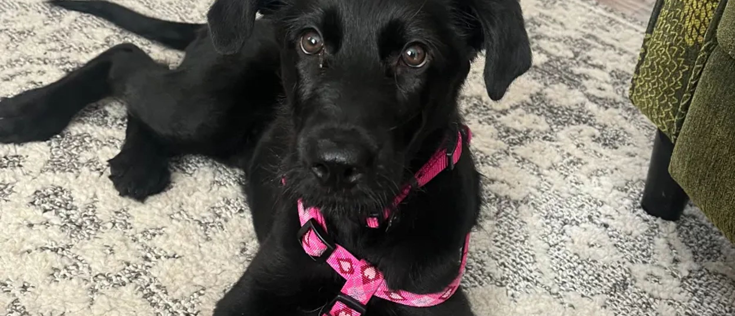 Copper Fox and Clover