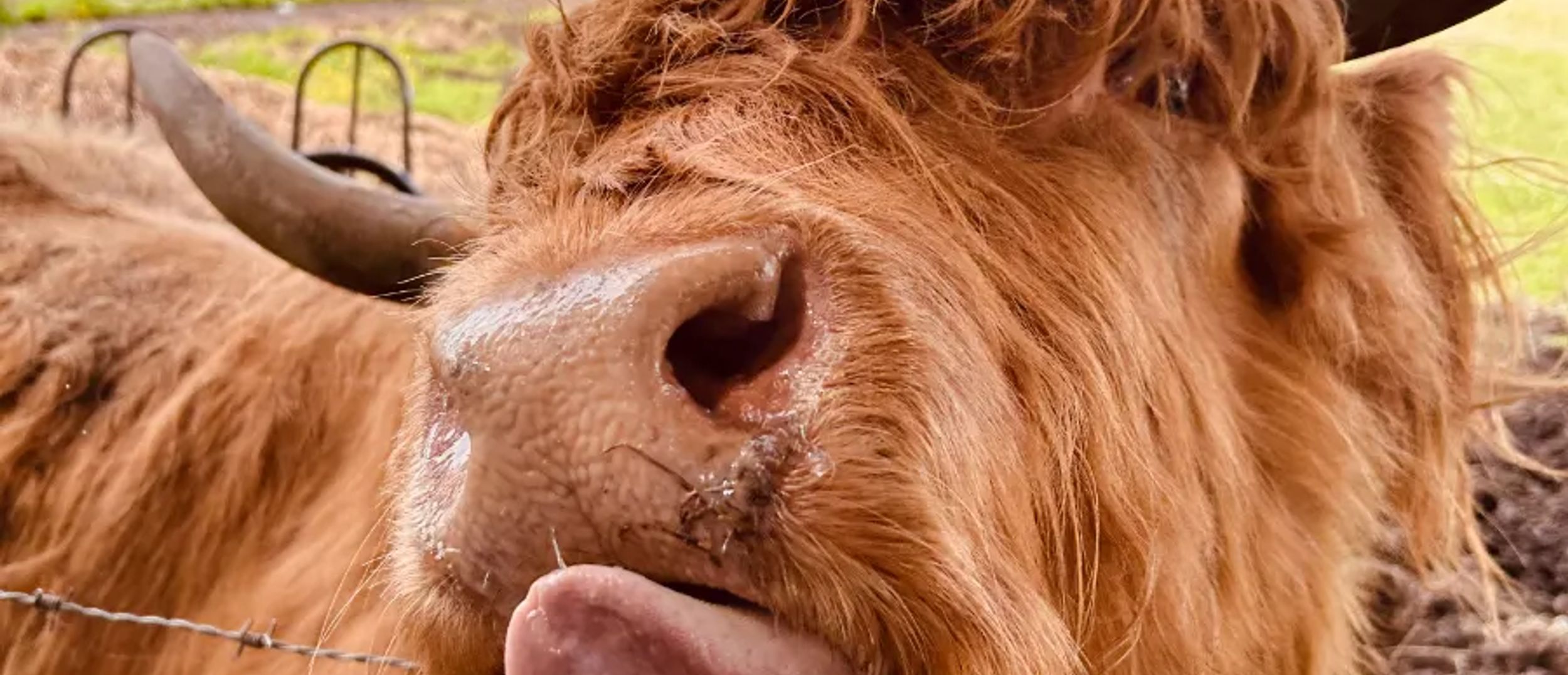 Copper Fox and Clover