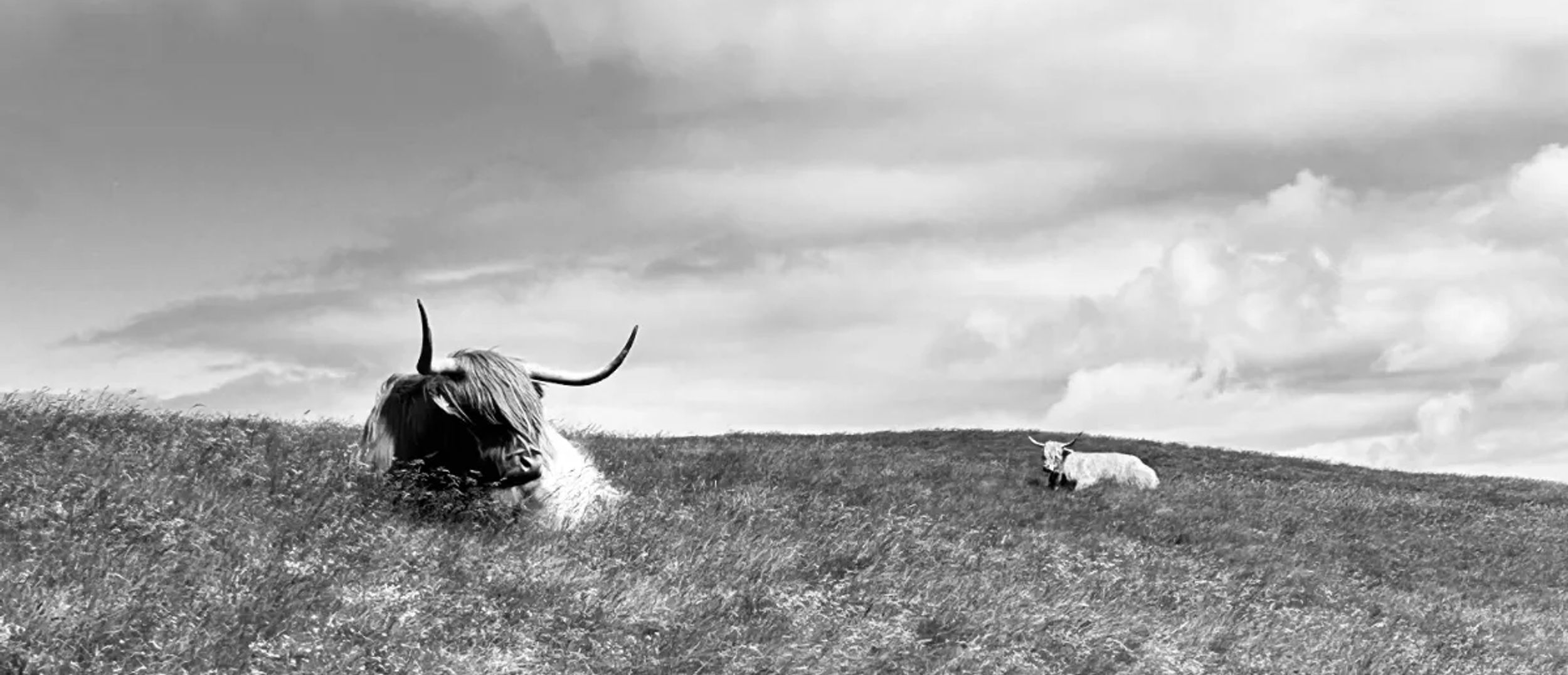 Copper Fox and Clover