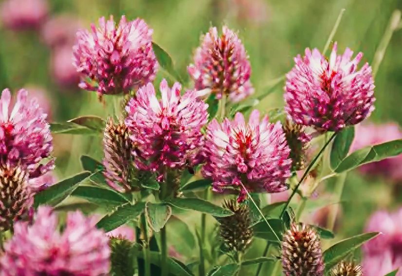 clover flowers